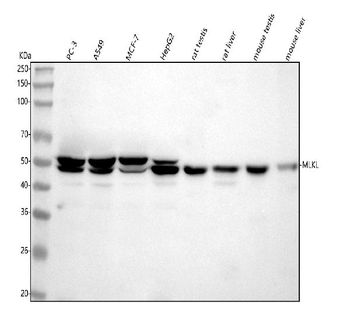 Anti-MLKL Antibody Picoband