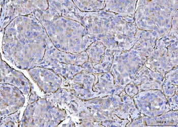 Anti-CD31/PECAM1 Antibody Picoband