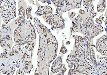 Anti-CD31/PECAM1 Antibody Picoband