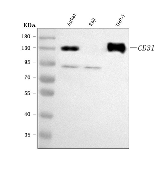 Anti-CD31/PECAM1 Antibody Picoband