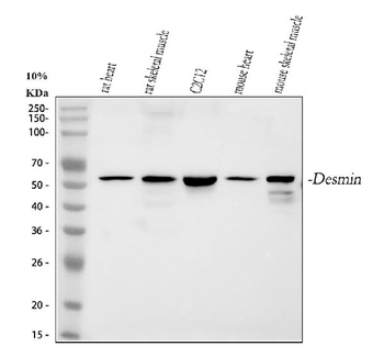 Desmin Antibody