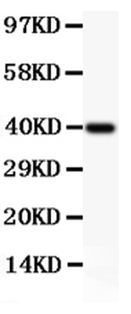 MCL1 Antibody