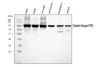 Transferrin Receptor/TFRC Antibody