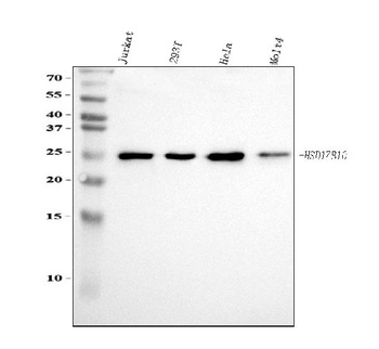 ERAB/HSD17B10 Antibody