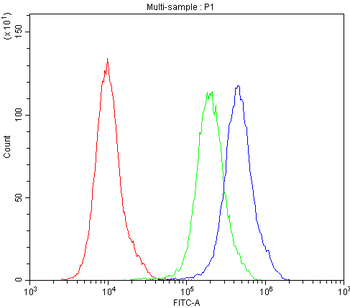 Aquaporin 2/AQP2 Antibody
