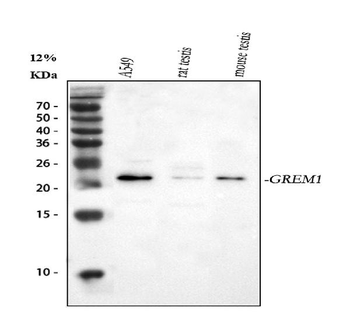 Gremlin 1/GREM1 Antibody