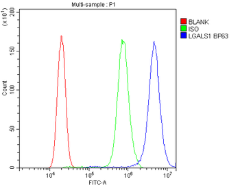 Galectin 1/LGALS1 Antibody
