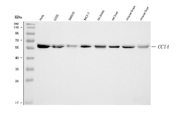 TCP1 delta/CCT4 Antibody