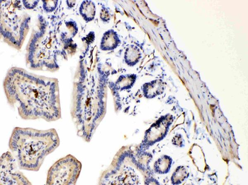Anti-Bax Antibody