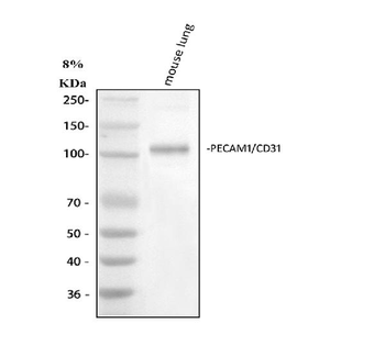 Anti-CD31/Pecam1 Antibody Picoband