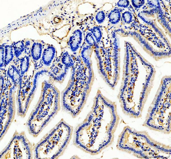 Anti-CD31/Pecam1 Antibody Picoband