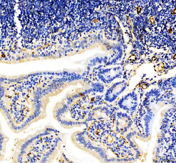 Anti-CD31/Pecam1 Antibody Picoband