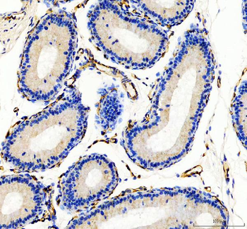 Anti-CD31/Pecam1 Antibody Picoband