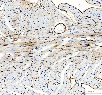 Anti-CD31/Pecam1 Antibody Picoband