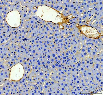 Anti-CD31/Pecam1 Antibody Picoband