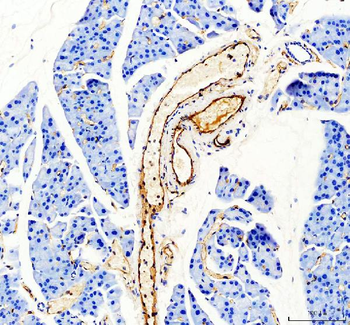 Anti-CD31/Pecam1 Antibody Picoband