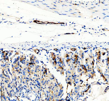 Anti-CD31/Pecam1 Antibody Picoband