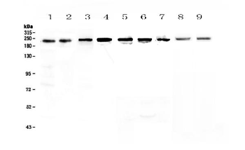 BRG1/SMARCA4 Antibody