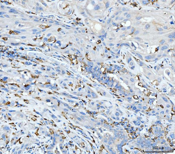 Anti-CD163 Antibody Picoband