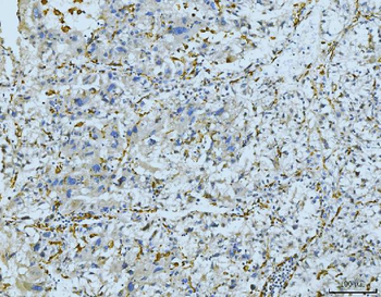 Anti-CD163 Antibody Picoband