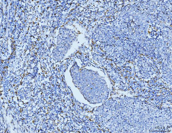 Anti-CD163 Antibody Picoband