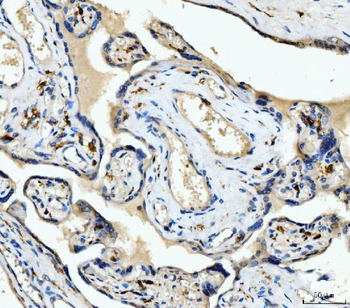 Anti-CD163 Antibody Picoband