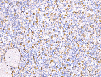 Anti-CD163 Antibody Picoband