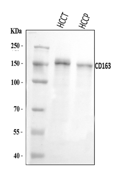 Anti-CD163 Antibody Picoband