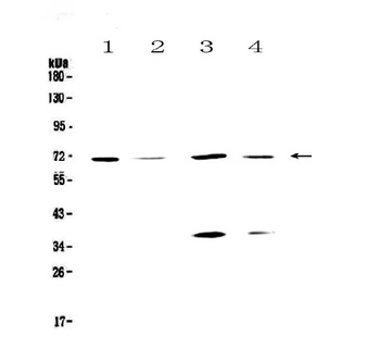 DNA Polymerase lambda/POLL Antibody