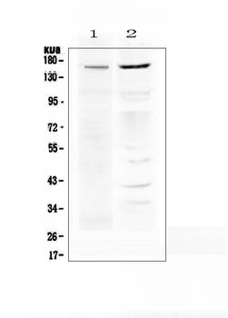 P Glycoprotein/ABCB1 Antibody