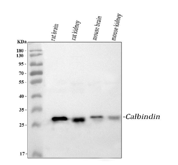 Anti-Calbindin/CALB1 Antibody