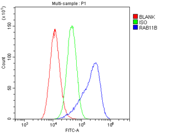 RAB11B Antibody