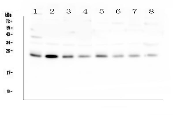 RAB11B Antibody