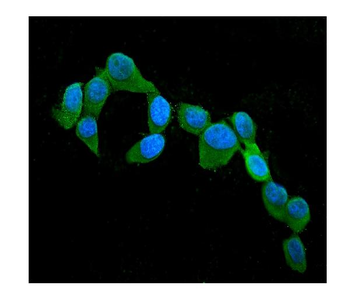 Anti-Cystatin C/CST3 Antibody (monoclonal, 4H8)