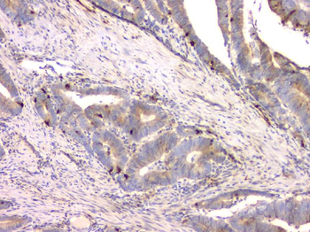 Anti-Cystatin C/CST3 Antibody (monoclonal, 4H8)