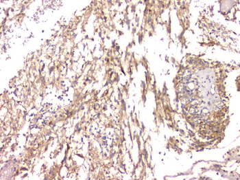 Anti-Cystatin C/CST3 Antibody (monoclonal, 4H8)