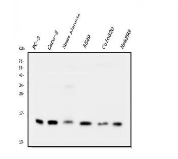 Anti-Cystatin C/CST3 Antibody (monoclonal, 4H8)