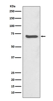 SHP2 PTPN11 Rabbit Monoclonal Antibody