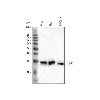Lysozyme LYZ Rabbit Monoclonal Antibody