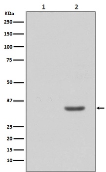 Phospho-CDK2 (Y15) Rabbit Monoclonal Antibody