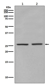 Phospho-eIF4E (S209) Rabbit Monoclonal Antibody