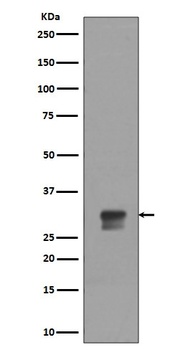Phospho-Cdk1/2 (T14) Rabbit Monoclonal Antibody