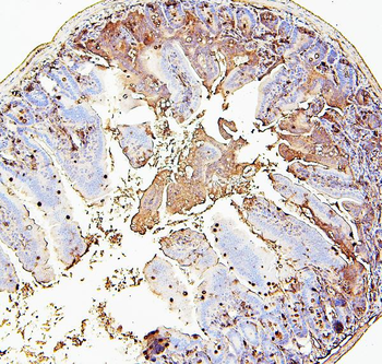 RAB27A Antibody (monoclonal, 2F5)