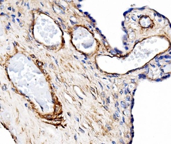 Anti-CD31/Pecam1 Antibody Picoband