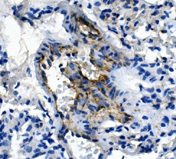 Anti-CD31/Pecam1 Antibody Picoband