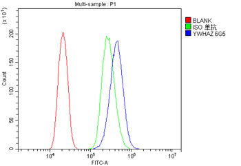14-3-3 zeta/delta/YWHAZ Antibody (monoclonal, 6G5)