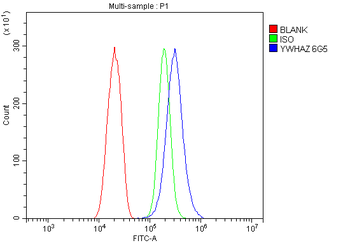 14-3-3 zeta/delta/YWHAZ Antibody (monoclonal, 6G5)