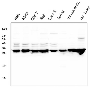 14-3-3 zeta/delta/YWHAZ Antibody (monoclonal, 6G5)