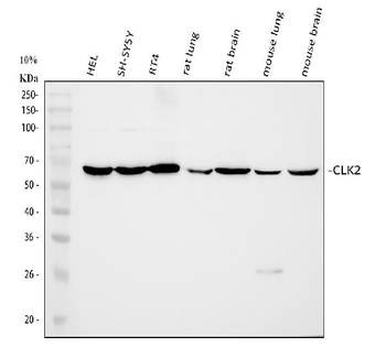 CLK2 Antibody