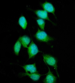 XPC Antibody